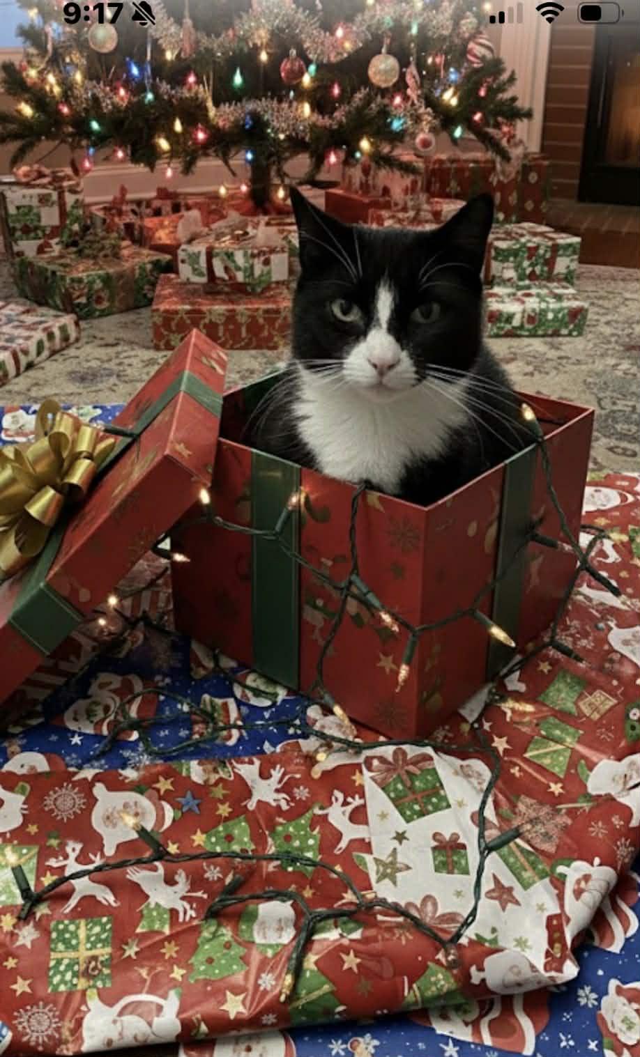 Roxie, a Adoptable American Shorthair in Johnstown, NY image 1/6