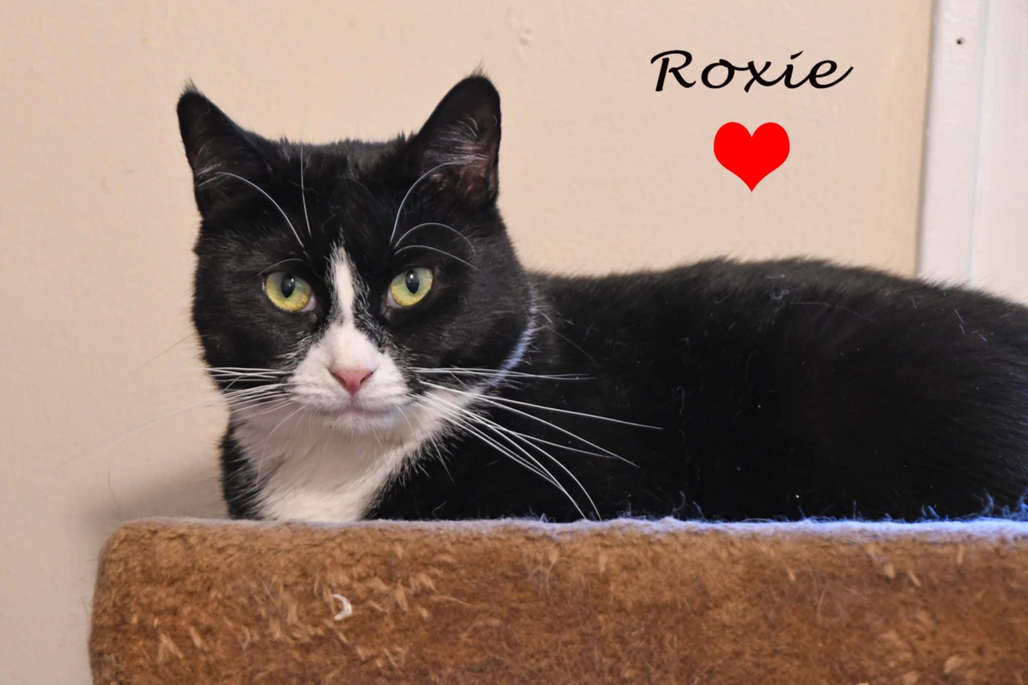 Roxie, a Adoptable American Shorthair in Johnstown, NY image 3/6