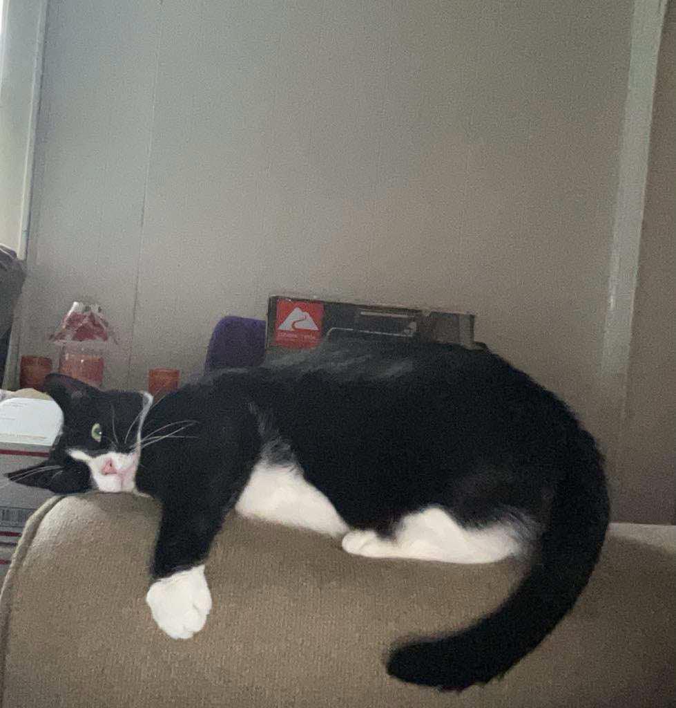 Roxie, a Adoptable American Shorthair in Johnstown, NY image 5/6