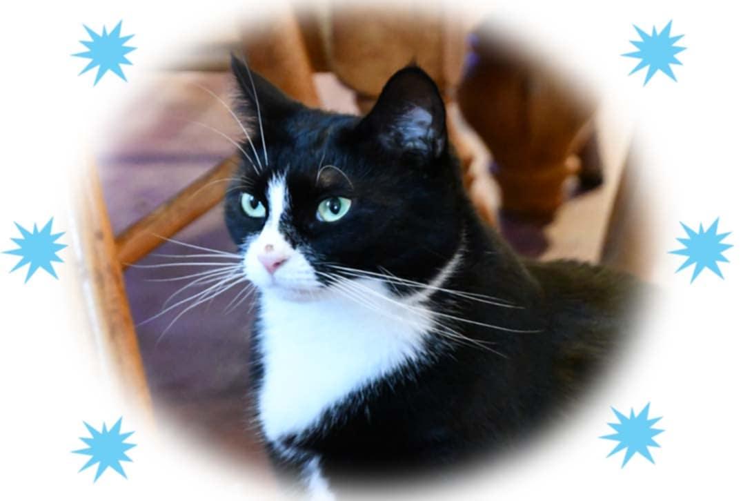 Roxie, a Adoptable American Shorthair in Johnstown, NY image 6/6