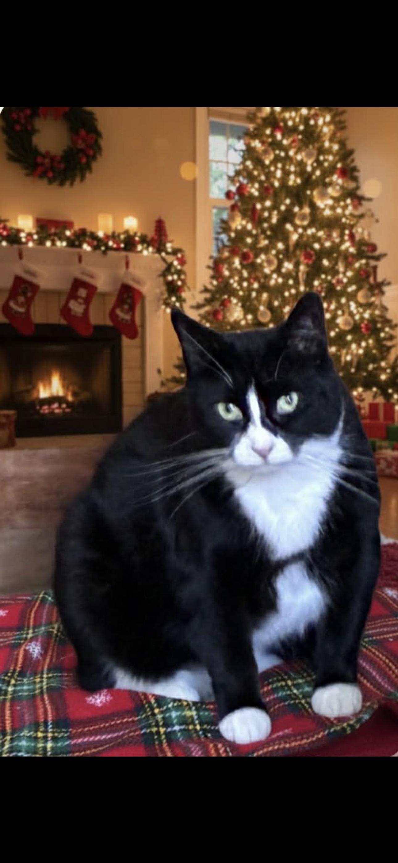 Roxie, Adoptable, Adult Female American Shorthair.