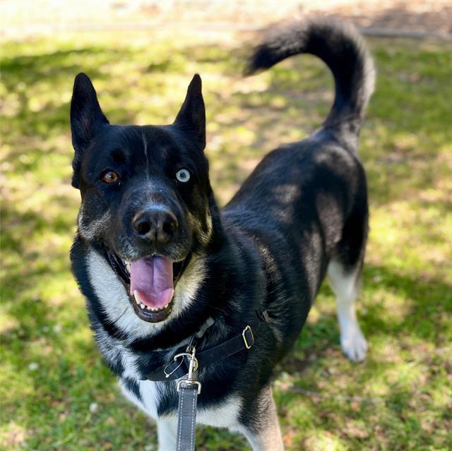 Enlarge SINATRA, a Adoptable mixed breed in Alameda, CA image 1/1