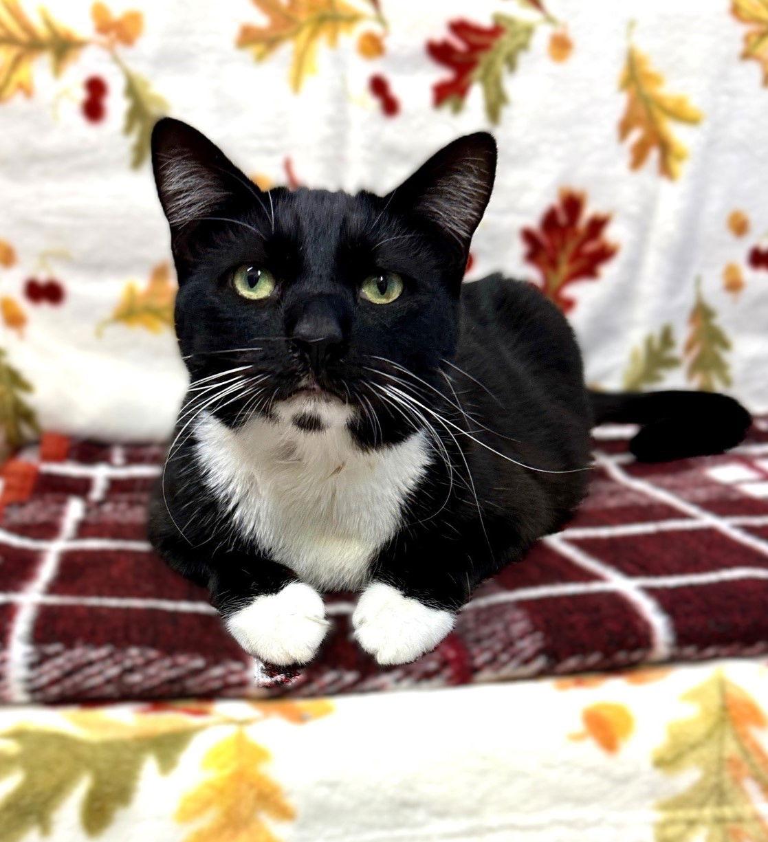 Confetti, Adoptable, Adult Female Domestic Short Hair.