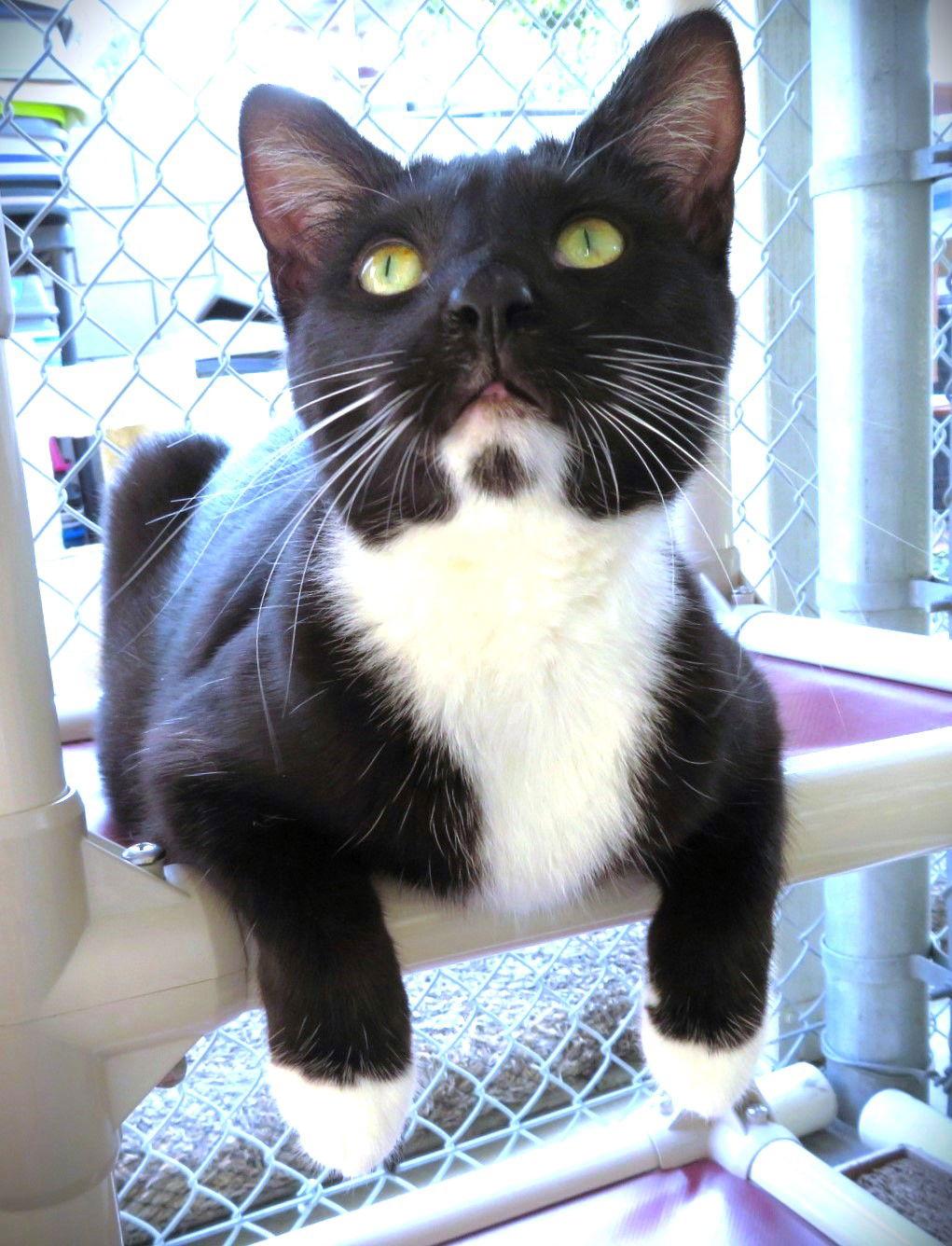 Enlarge Confetti, a Adoptable Domestic Short Hair in Seal Beach, CA image 2/6