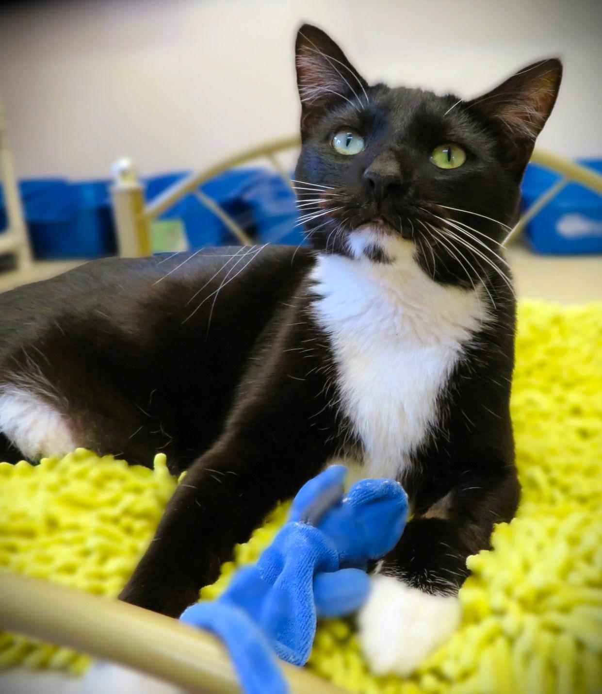 Enlarge Confetti, a Adoptable Domestic Short Hair in Seal Beach, CA image 3/6