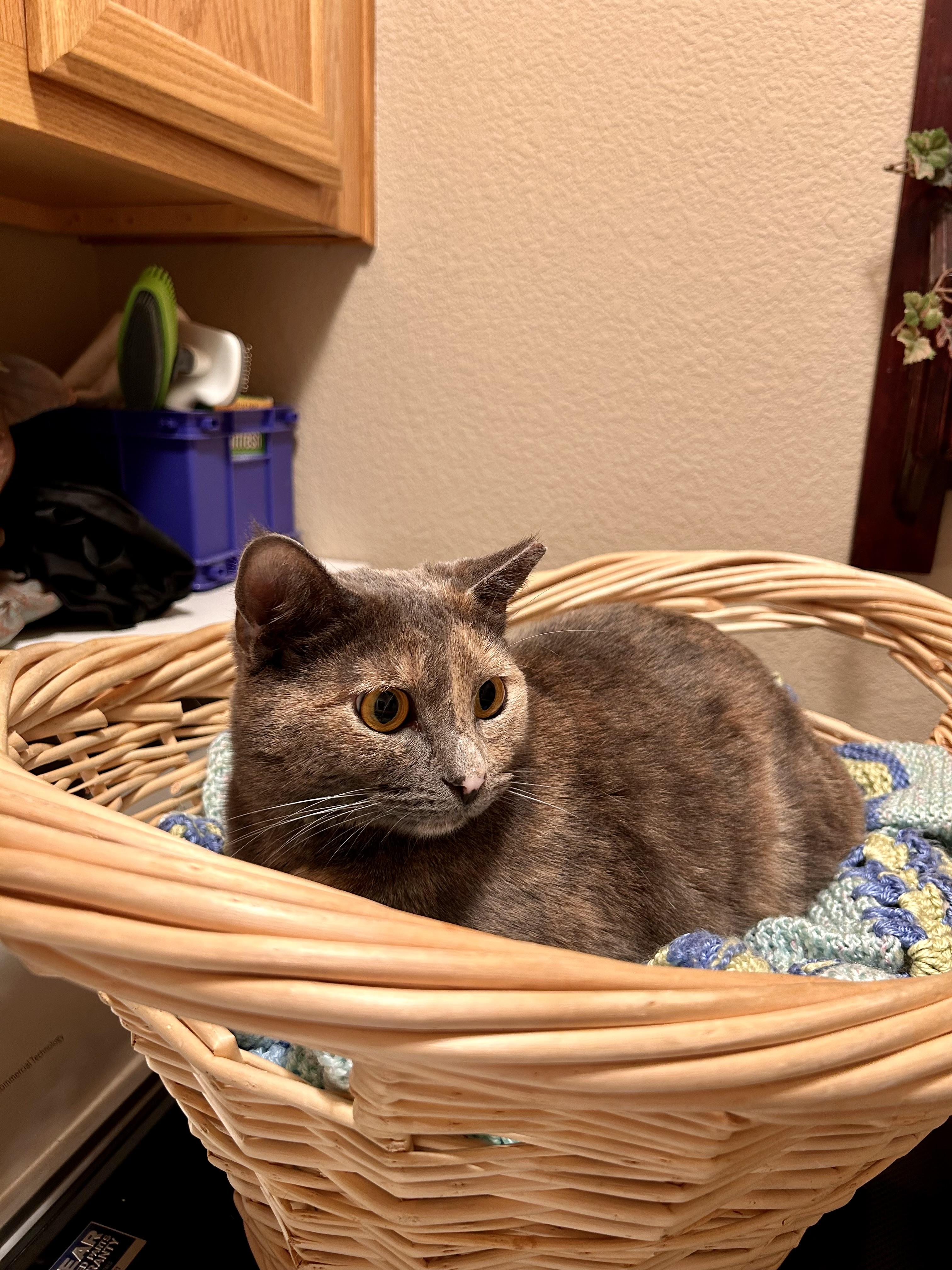 Maddie (quiet / calm / independent), an adopted mixed breed in San Jose, CA image 2/2