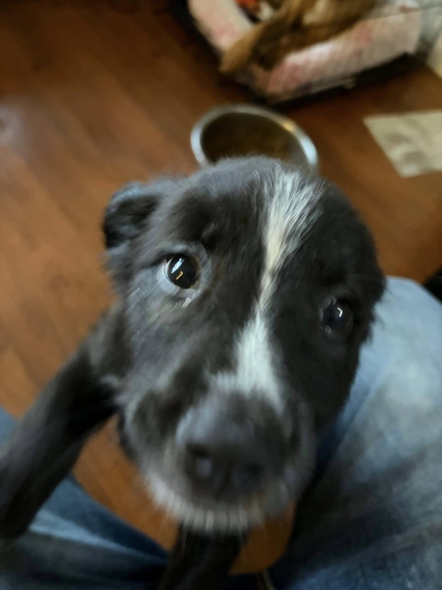 Enlarge Benji, an adopted Mixed Breed in Clinton, WI image 5/5