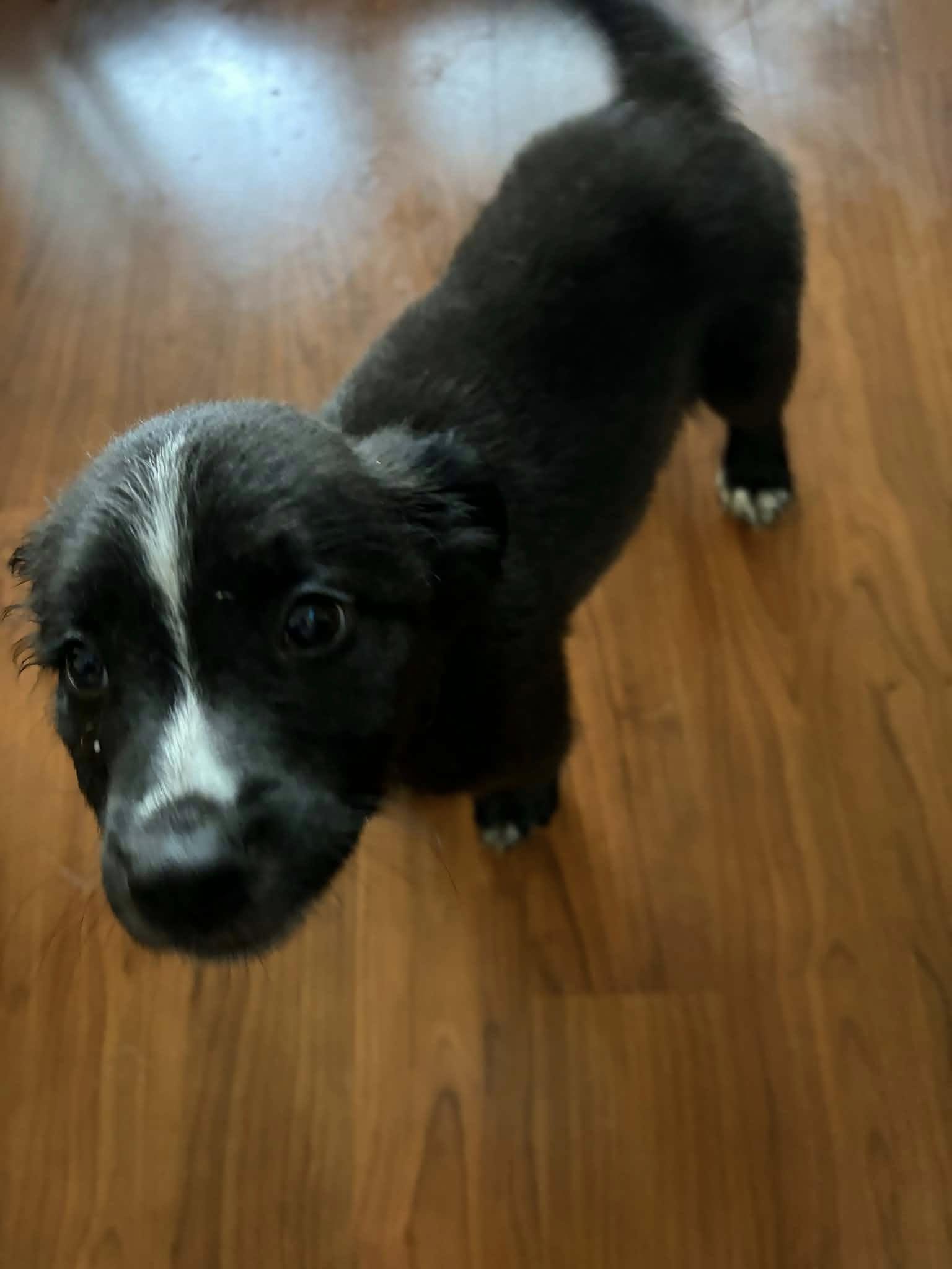 Enlarge Benji, an adopted Mixed Breed in Clinton, WI image 3/5