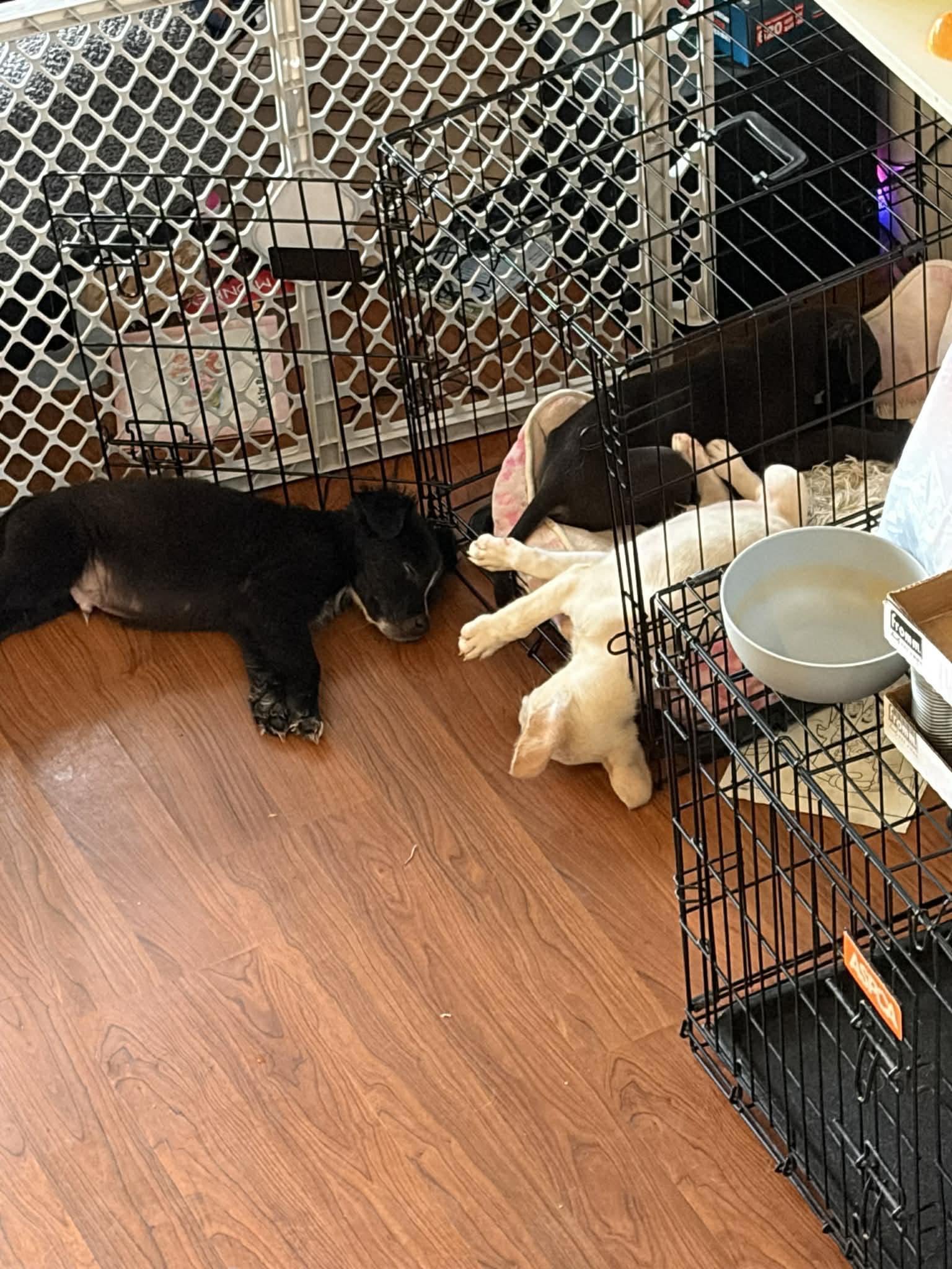 Enlarge Benji, an adopted Mixed Breed in Clinton, WI image 2/5