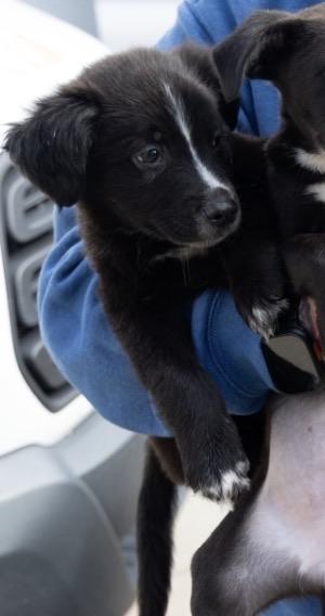Benji, adopted, Puppy Male Mixed Breed.