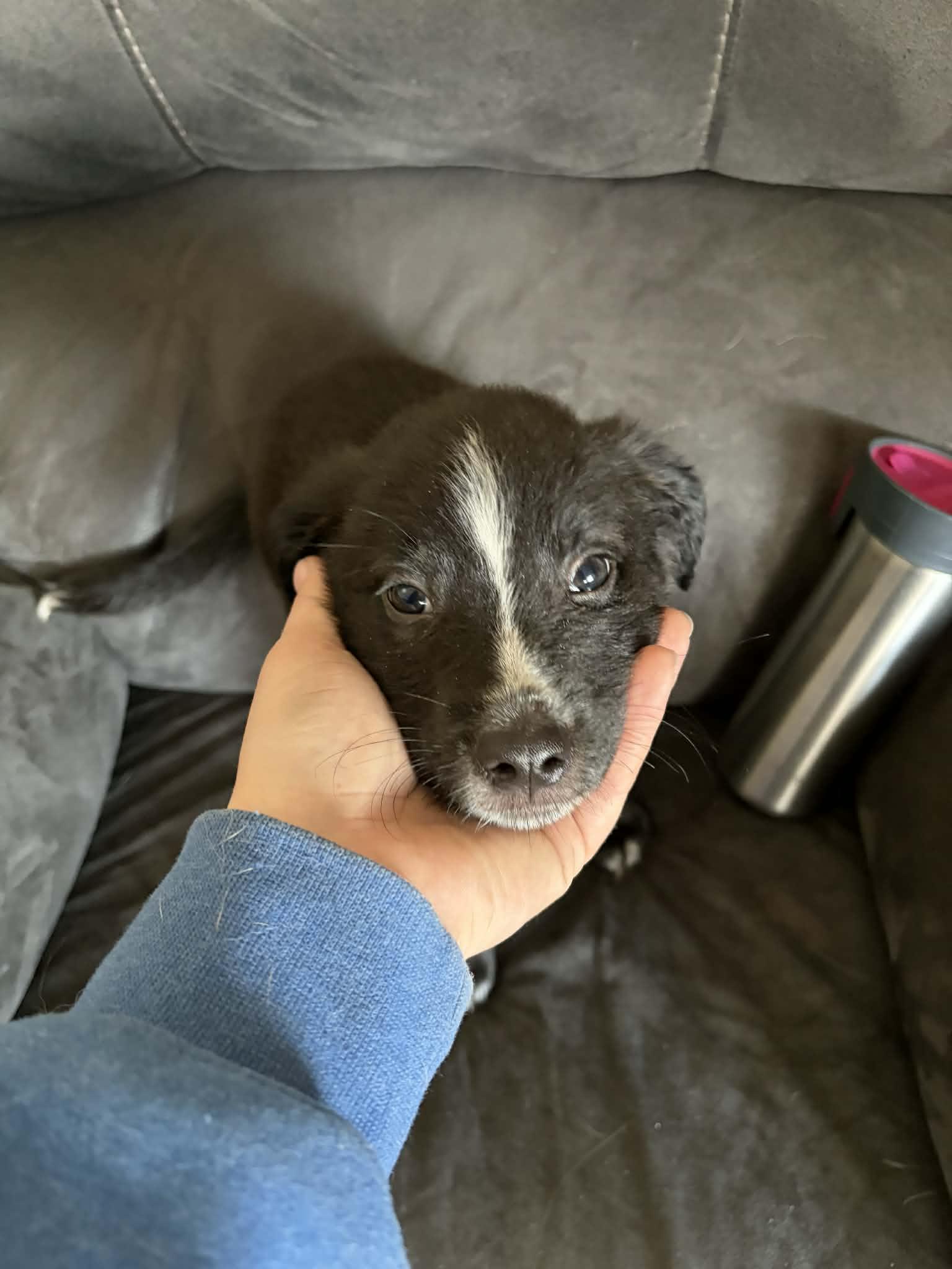 Enlarge Benji, an adopted Mixed Breed in Clinton, WI image 4/5