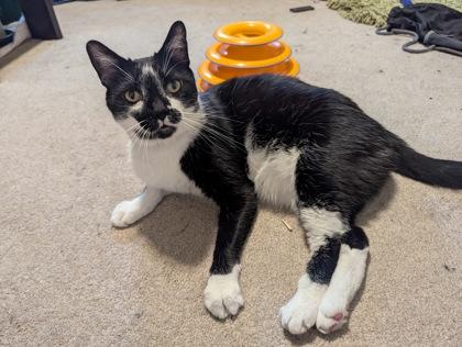 Bilbo, Adoptable, Kitten Male Domestic Short Hair & Domestic Short Hair.