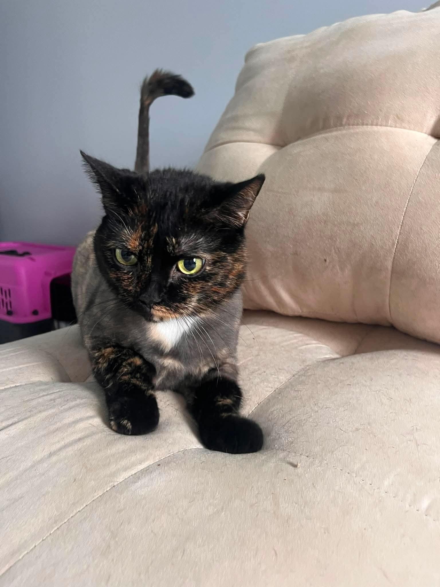 Enlarge Anna et Elsa (duo de préférence), an adopted Domestic Short Hair in Terrebonne, QC image 5/6