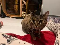 Enlarge Anna et Elsa (duo de préférence), an adopted Domestic Short Hair in Terrebonne, QC image 6/6