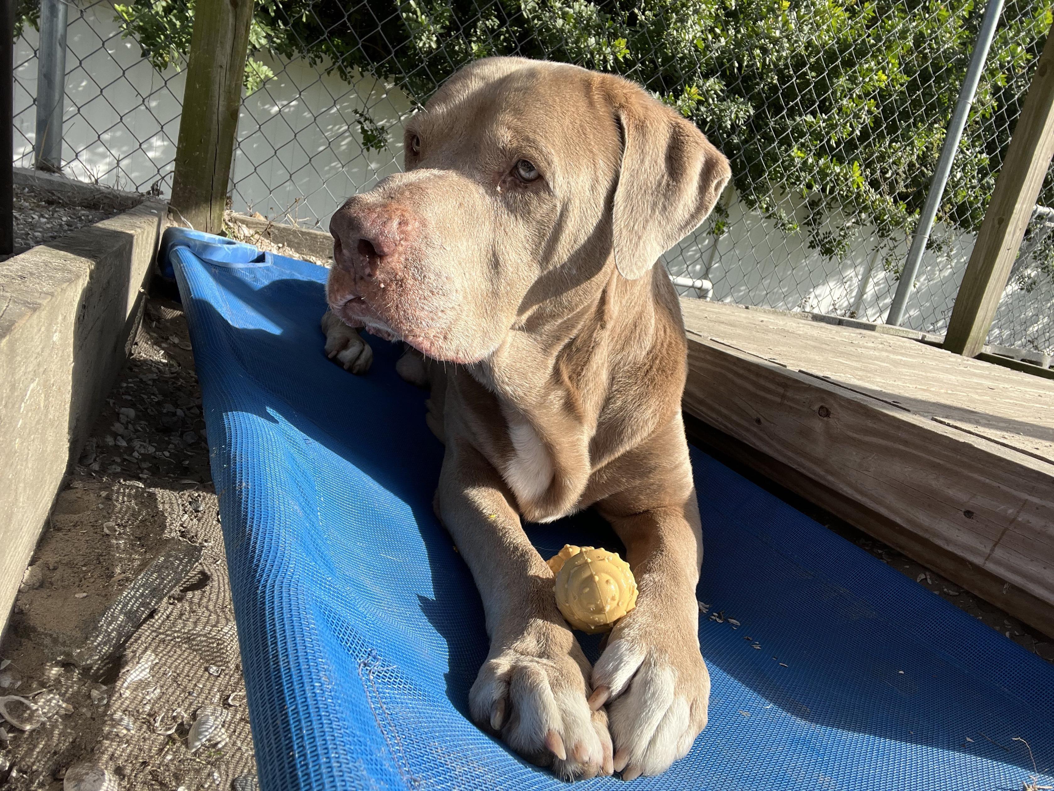 Colt, a ADOPTABLE mixed breed in New Port Richey, FL image 4/4