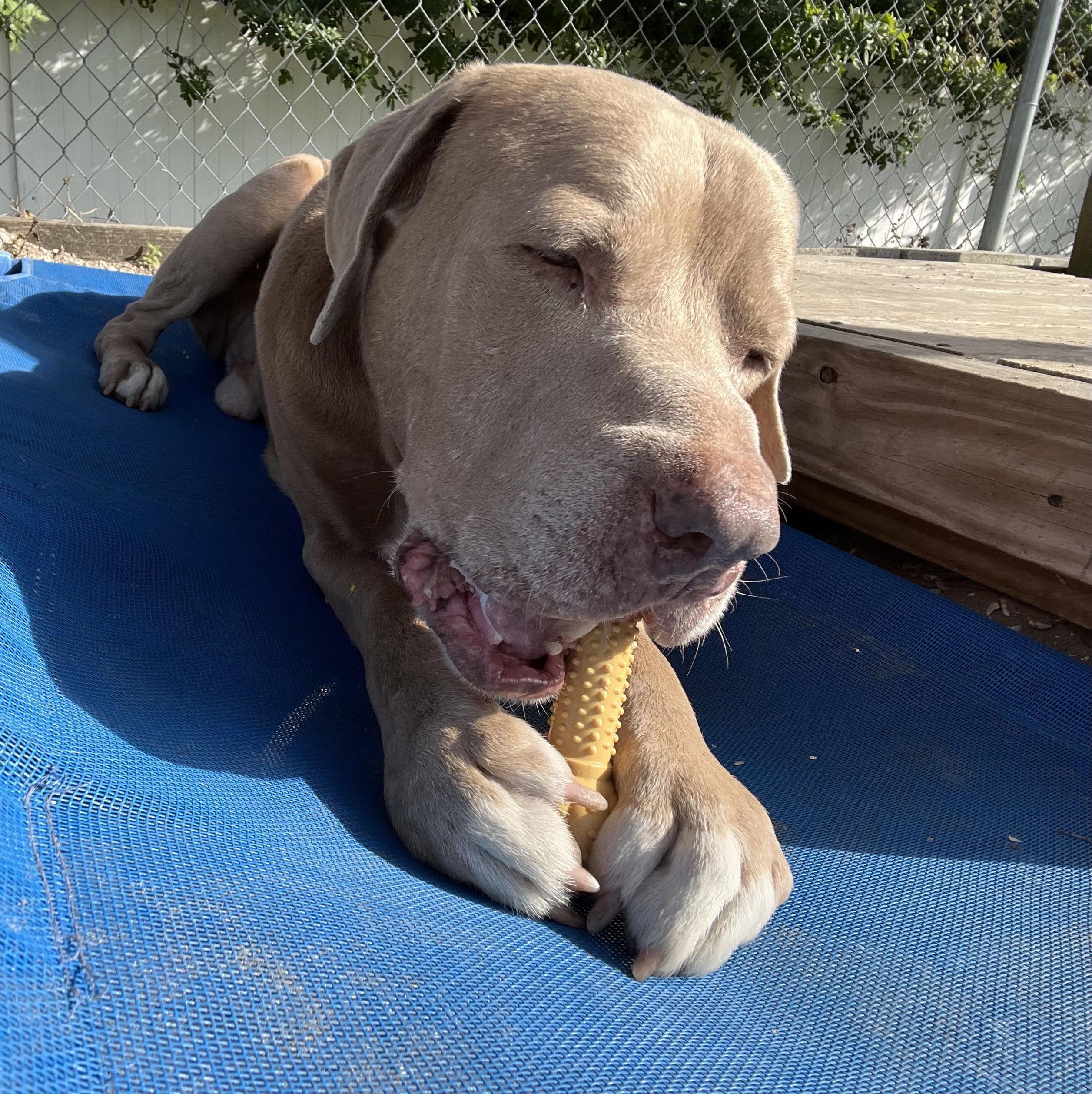 Colt, ADOPTABLE, Senior Male Mixed Breed.