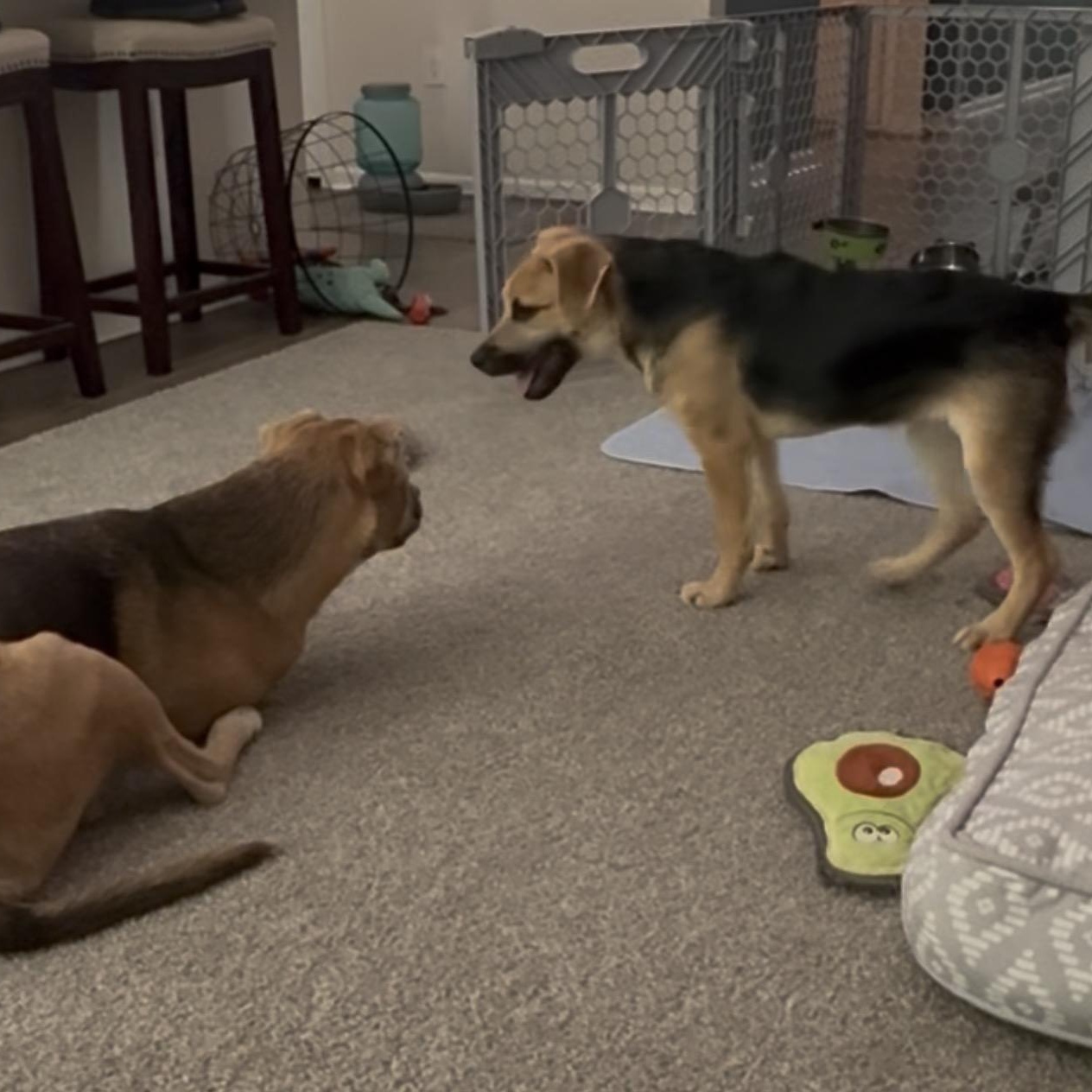 Enlarge Bo, an adopted mixed breed in Conway, SC image 5/5