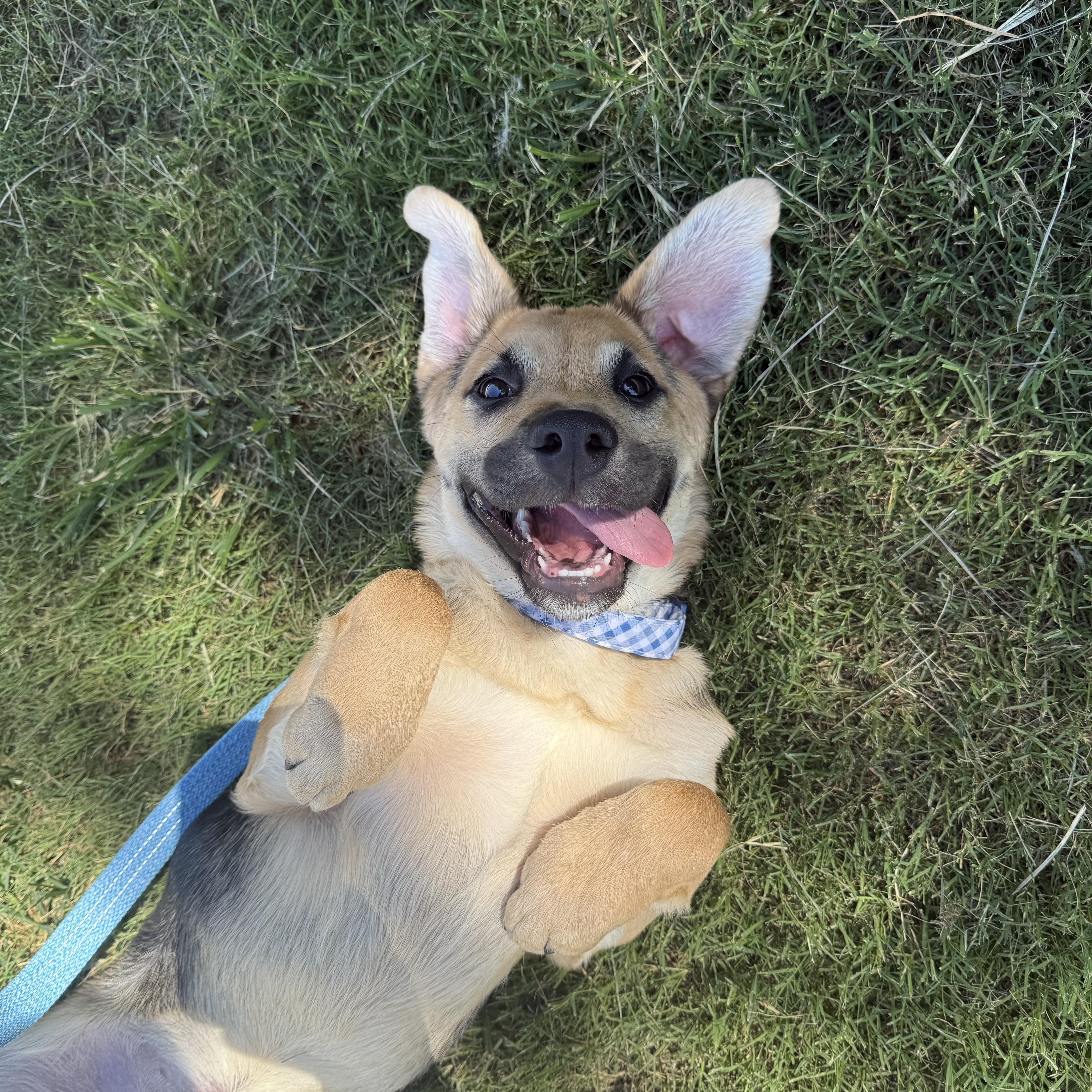 Bo, adopted, Young Male Labrador Retriever & German Shepherd Dog.