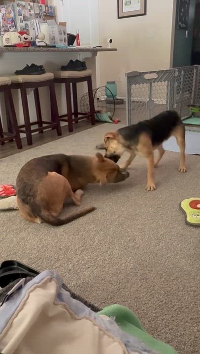 Enlarge Bo, an adopted mixed breed in Conway, SC video 2/5