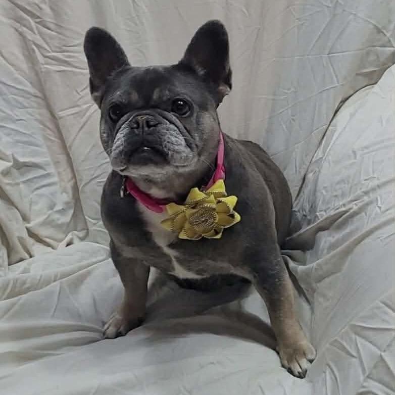 LOVE A LOTCOMING SOON, Adoptable, Adult Female French Bulldog & None.