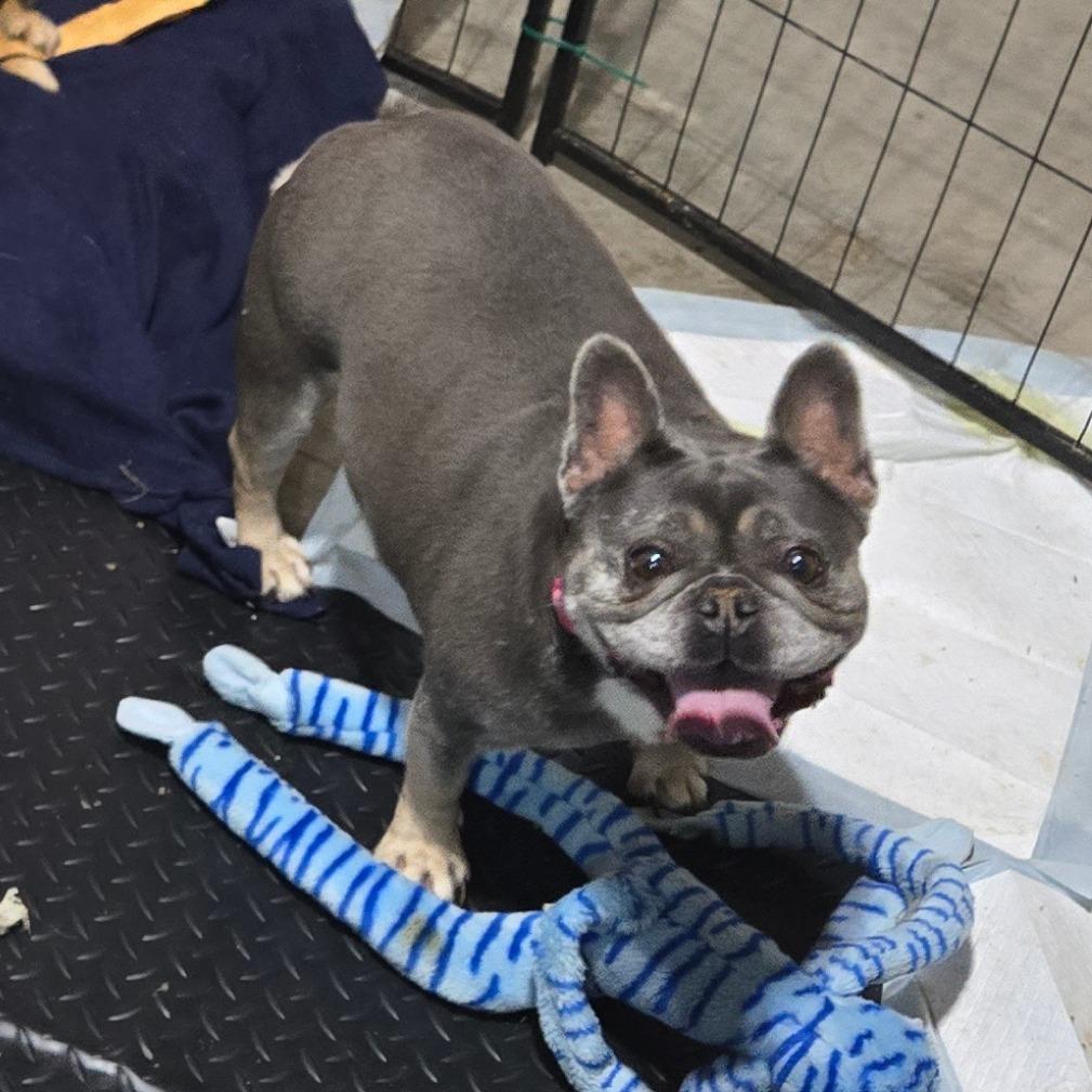 Enlarge LOVE A LOTAVAILABLE now, a Adoptable French Bulldog in Loves Park, IL image 2/6