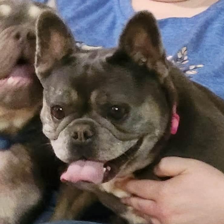 LOVE A LOTCOMING SOON, Adoptable, Adult Female French Bulldog & None.