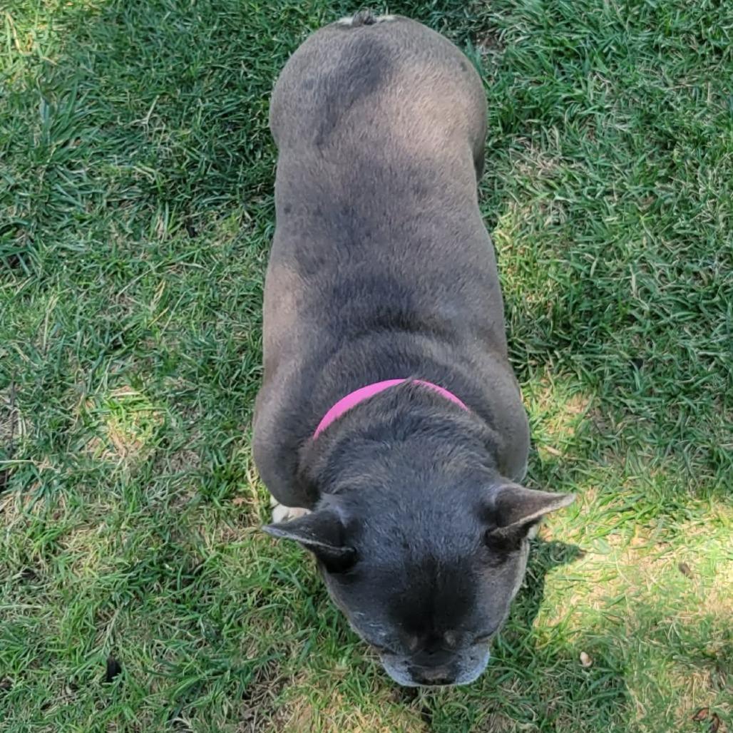LOVE A LOTCOMING SOON, a Adoptable French Bulldog in Loves Park, IL image 2/5