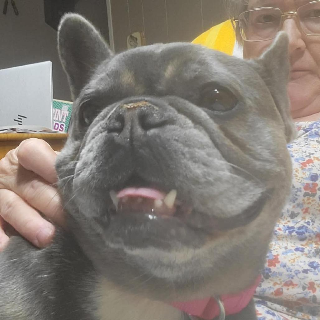 LOVE A LOTCOMING SOON, a Adoptable French Bulldog in Loves Park, IL image 3/5