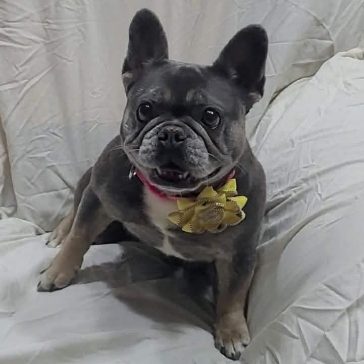 LOVE A LOTAVAILABLE now, a Adoptable French Bulldog in Loves Park, IL image 4/6