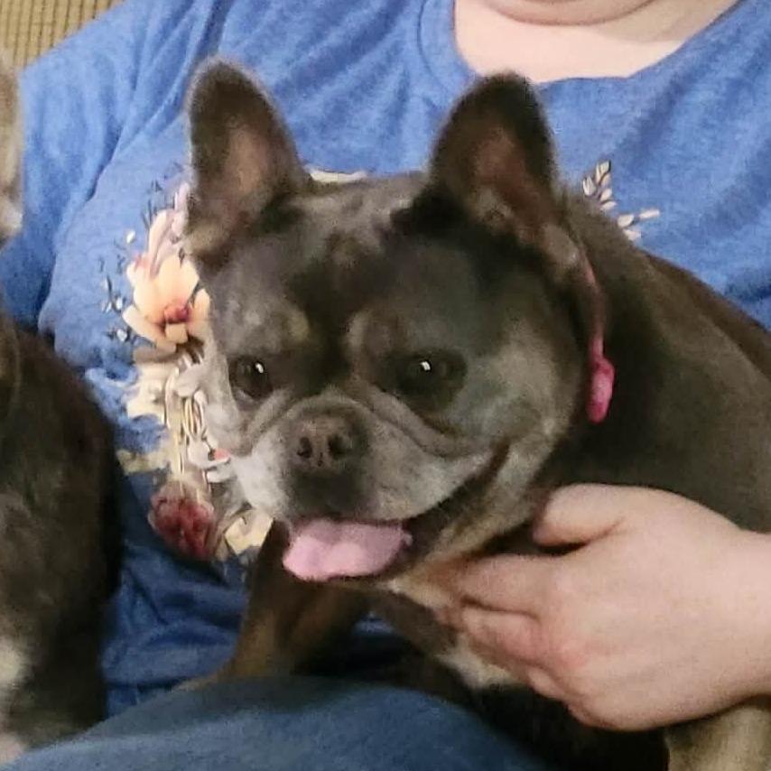 LOVE A LOTCOMING SOON, a Adoptable French Bulldog in Loves Park, IL image 4/5