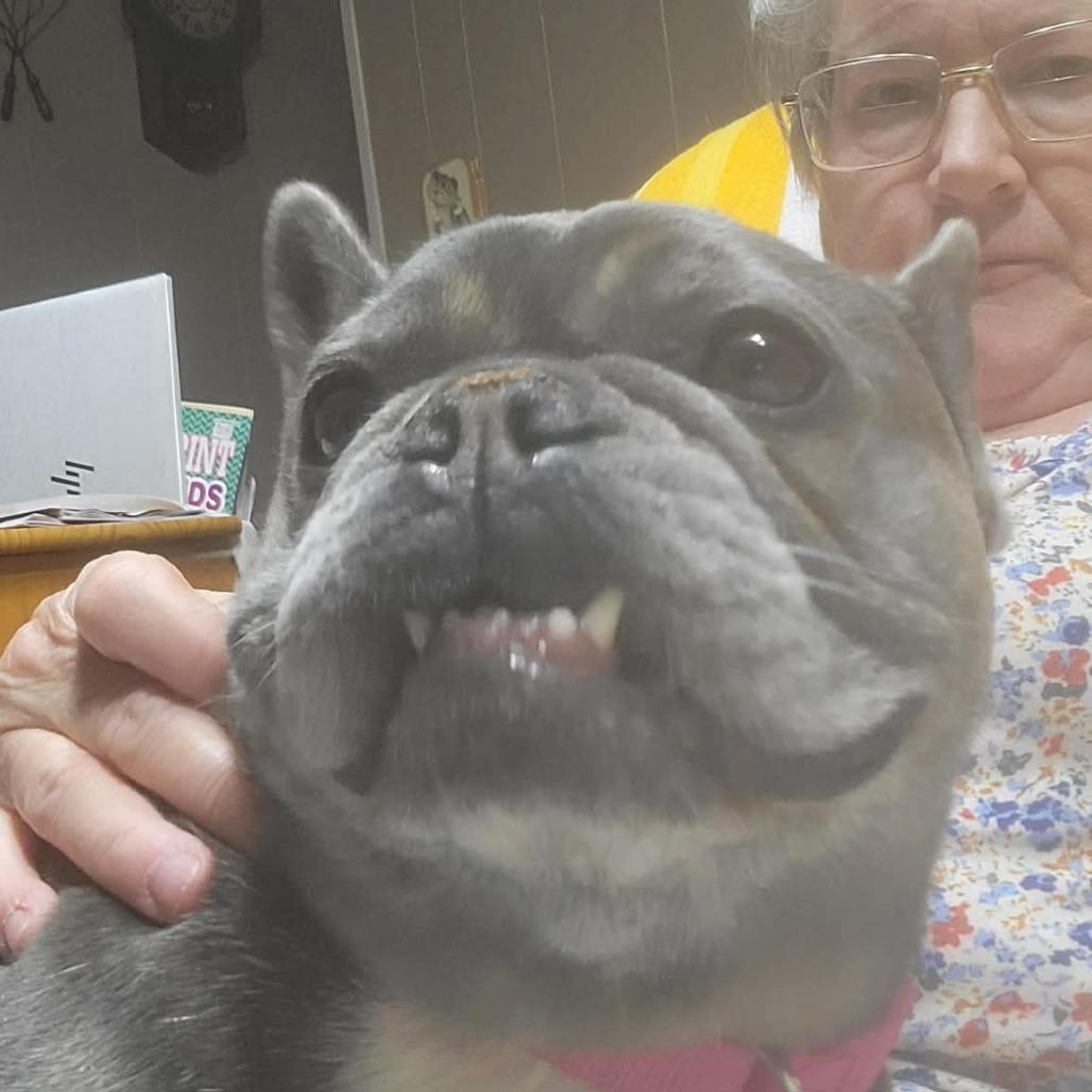 LOVE A LOTCOMING SOON, a Adoptable French Bulldog in Loves Park, IL image 5/5