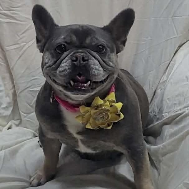 LOVE A LOTAVAILABLE now, a Adoptable French Bulldog in Loves Park, IL image 6/6