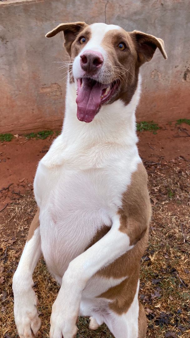 Tig, a Adoptable mixed breed in Guthrie, OK image 1/4