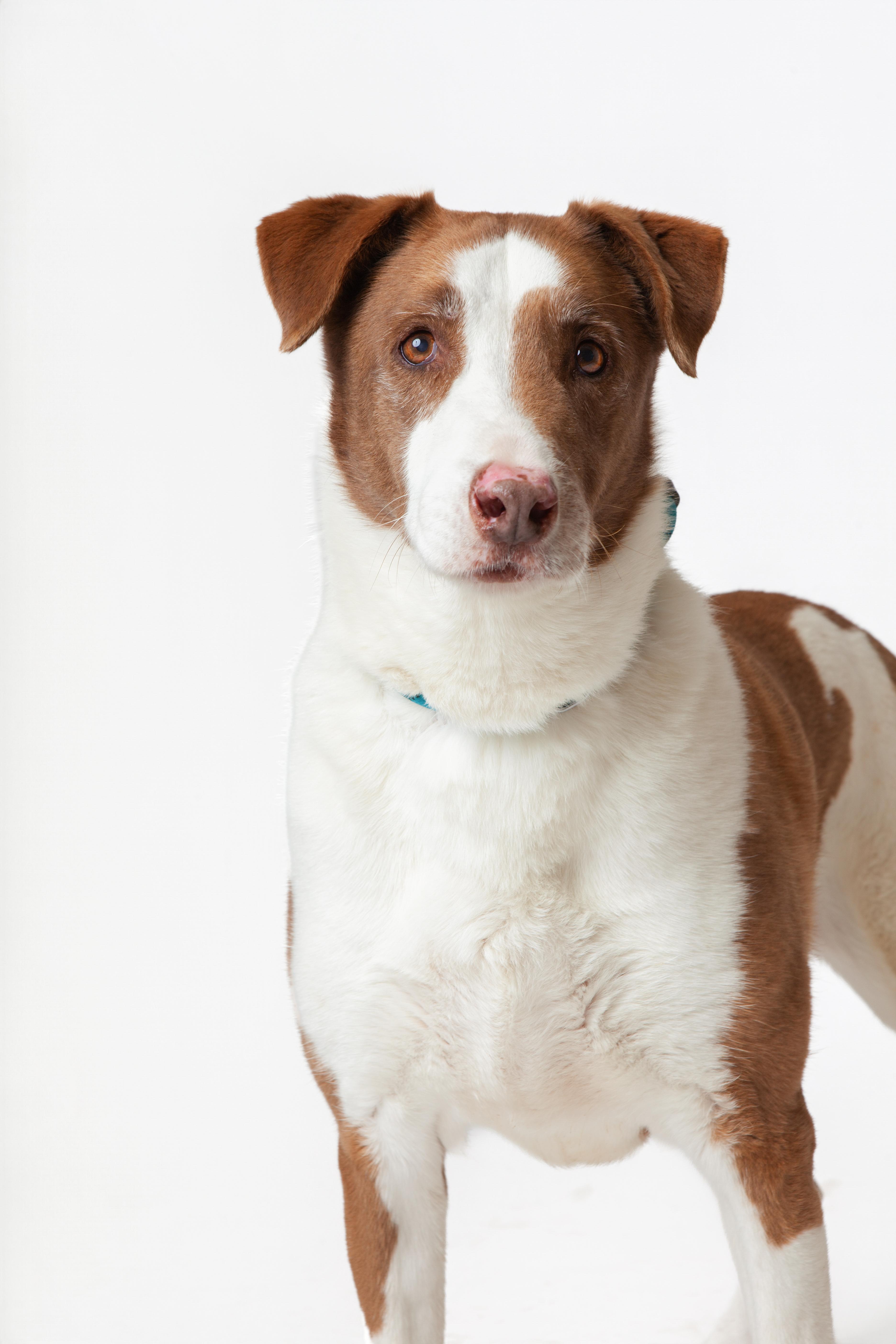 Tig, a Adoptable mixed breed in Guthrie, OK image 2/6