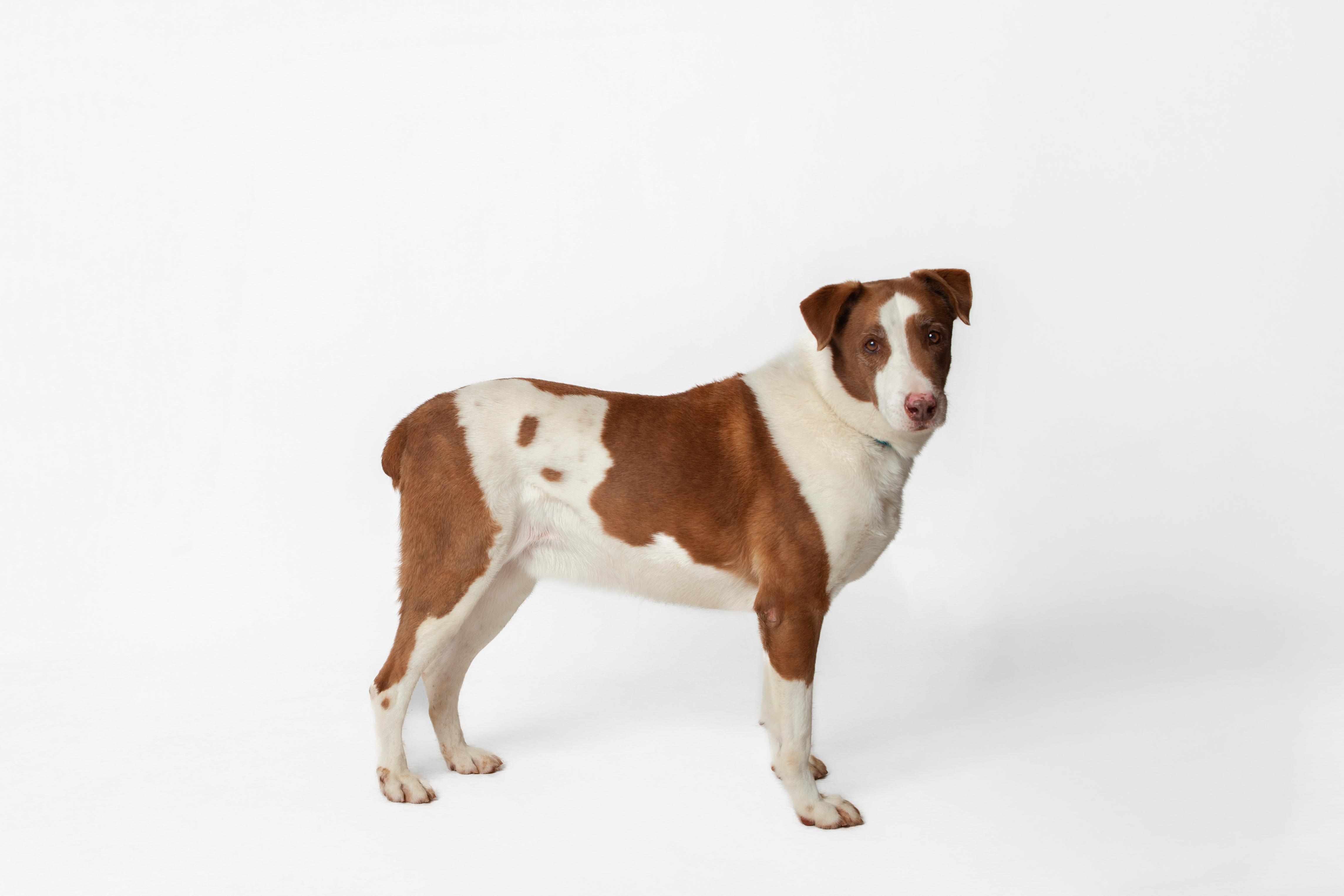 Tig, a Adoptable mixed breed in Guthrie, OK image 3/6
