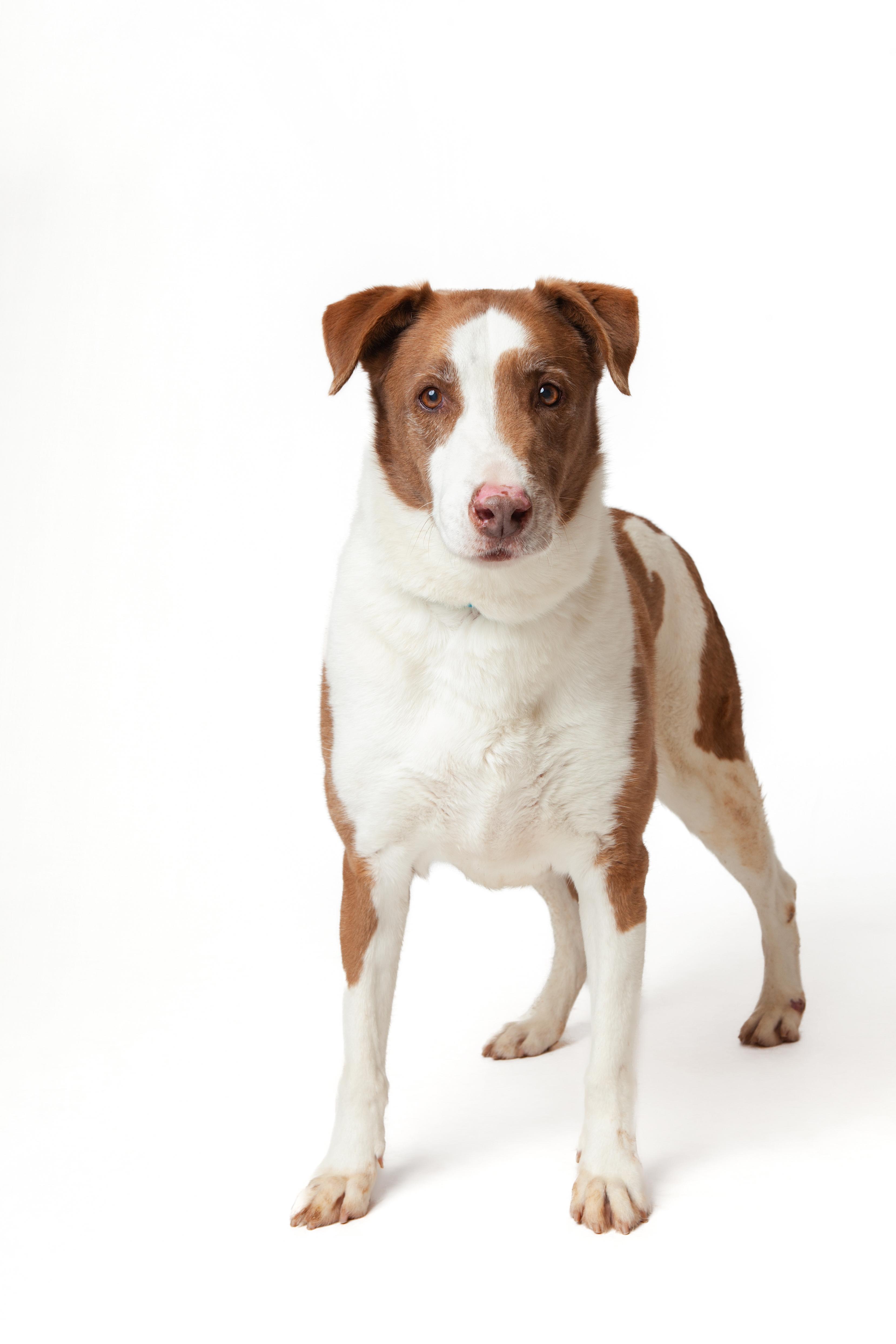 Tig, Adoptable, Senior Male Pointer.