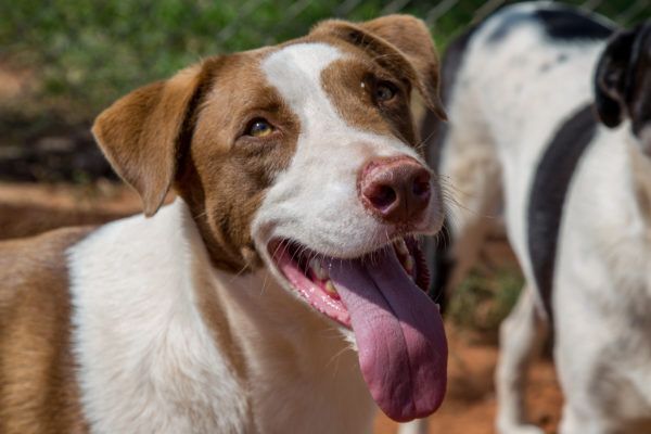 Tig, a Adoptable mixed breed in Guthrie, OK image 2/4