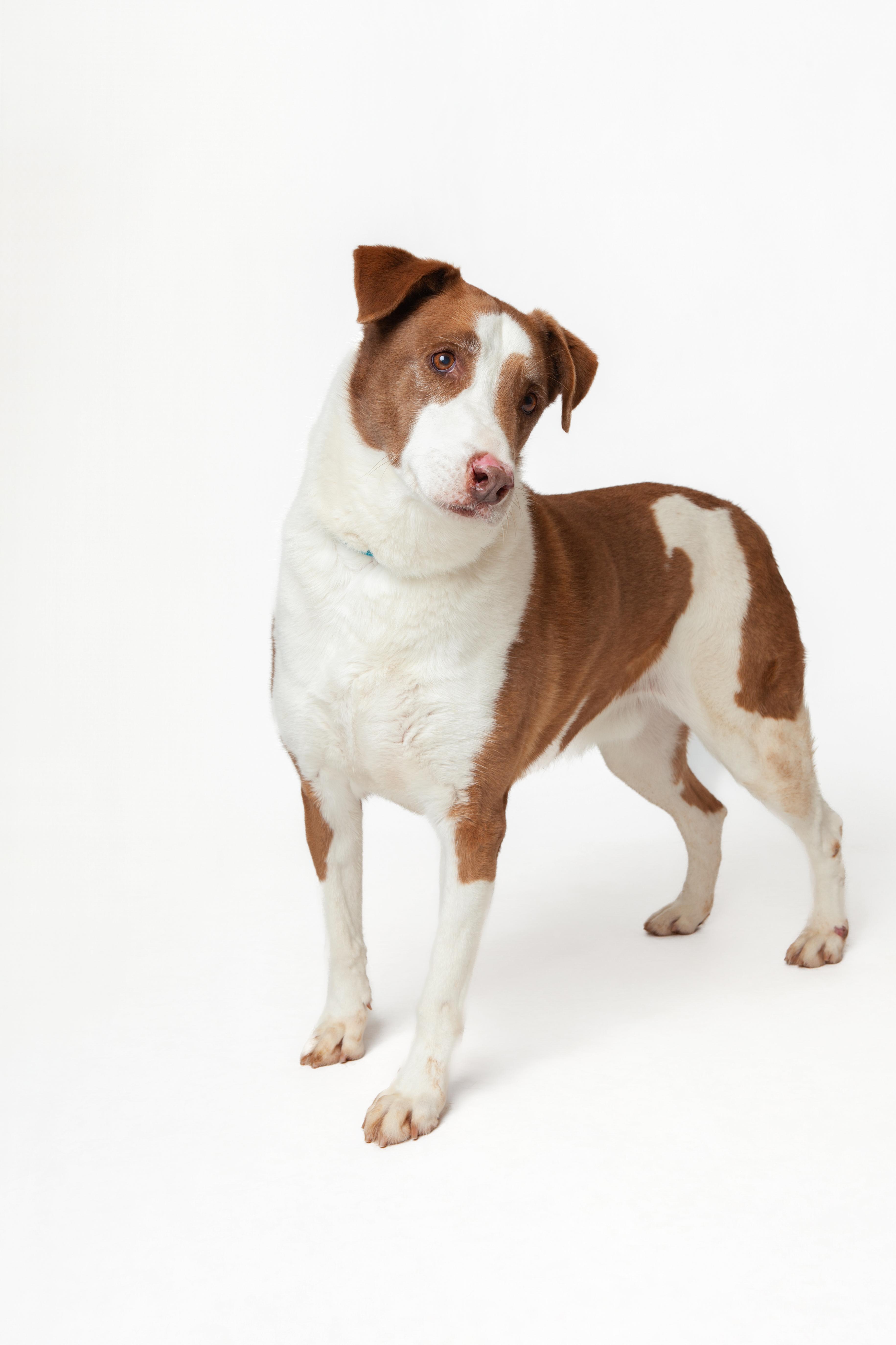 Tig, a Adoptable mixed breed in Guthrie, OK image 4/6