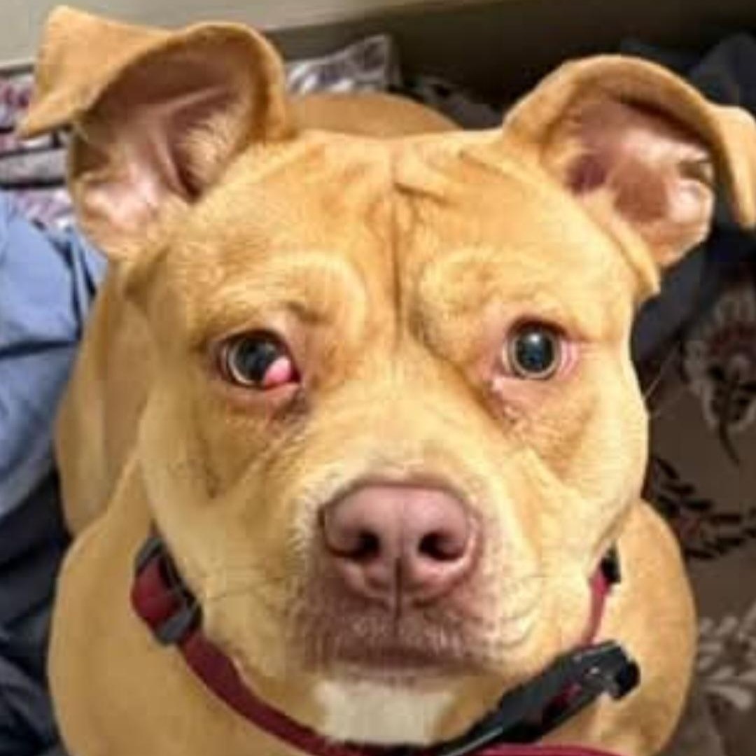 Maple, ADOPTABLE, Young Female Pit Bull Terrier.