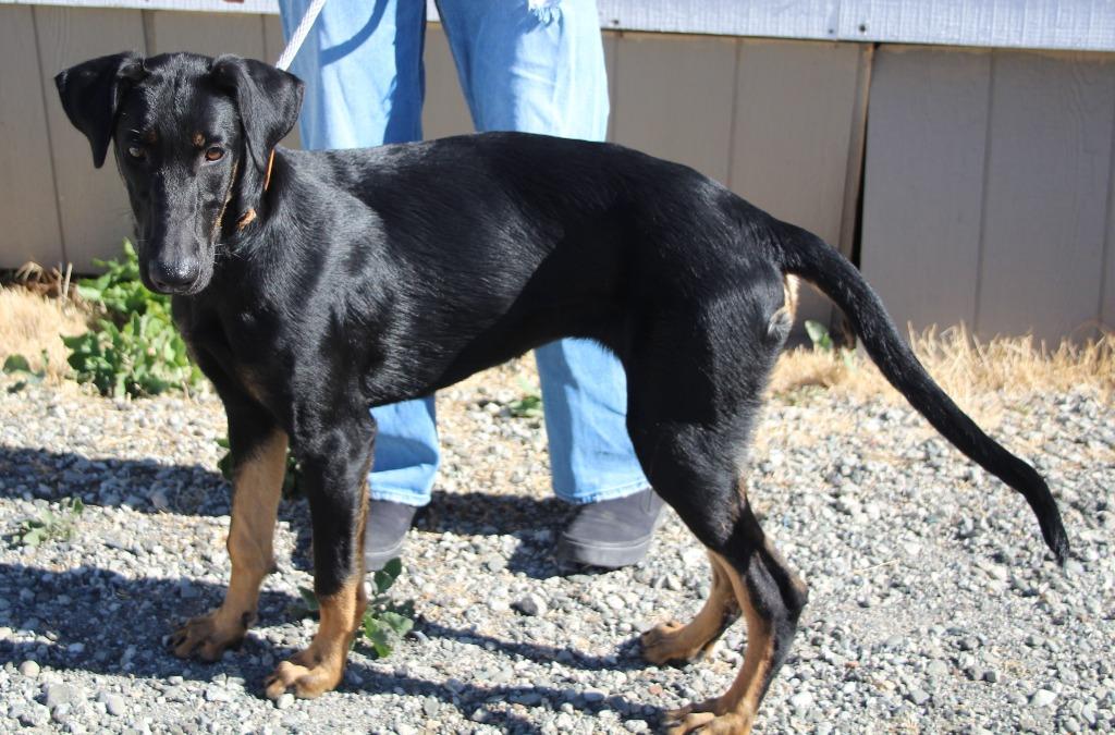 Enlarge Morticia, a Adoptable mixed breed in Vacaville, CA image 1/1