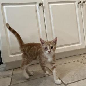 Kolten, Adoptable, Young Male Domestic Short Hair.