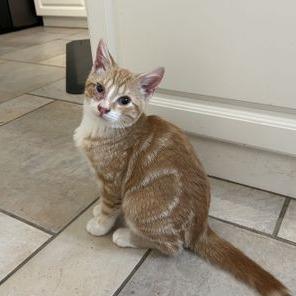 Enlarge Kolten, a Adoptable Domestic Short Hair in Atlanta, GA image 2/3