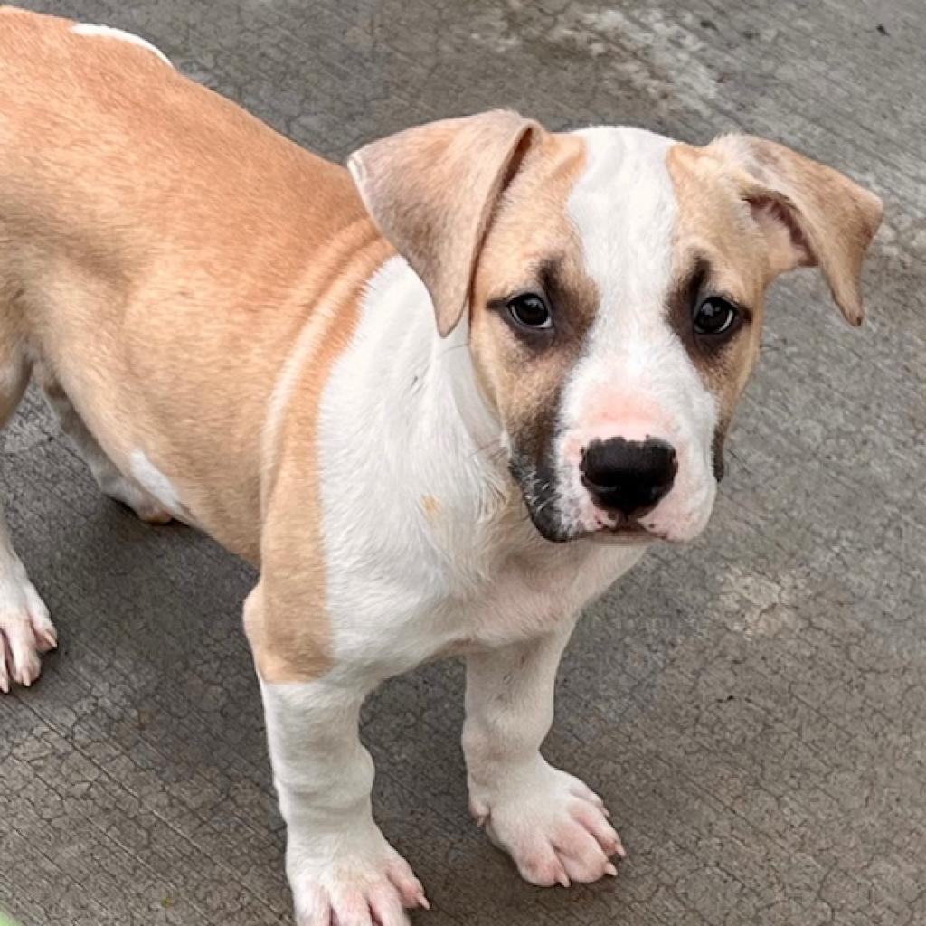Enlarge Herb Litter:   Thyme, a Adoptable Pit Bull Terrier in Keaau, HI image 1/3