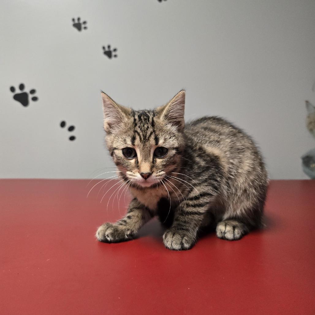 Enlarge Mirabel, a ADOPTABLE Domestic Short Hair in Circleville, OH image 1/1