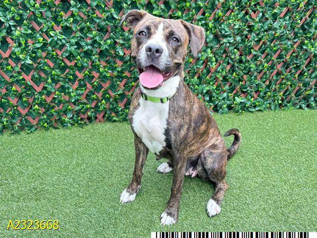 CHRISTINA, Adoptable, Adult Female Mixed Breed & Mixed Breed.