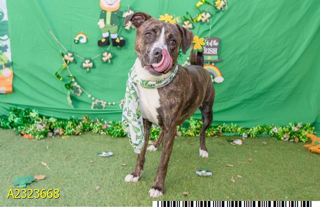 CHRISTINA, Adoptable, Adult Female Mixed Breed & Mixed Breed.