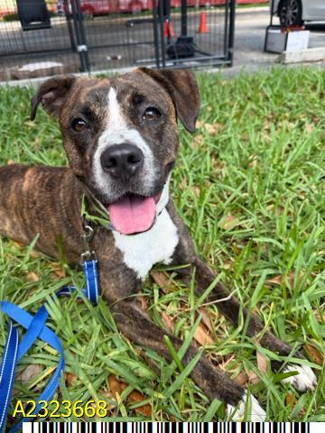 CHRISTINA, Adoptable, Adult Female Mixed Breed & Mixed Breed.