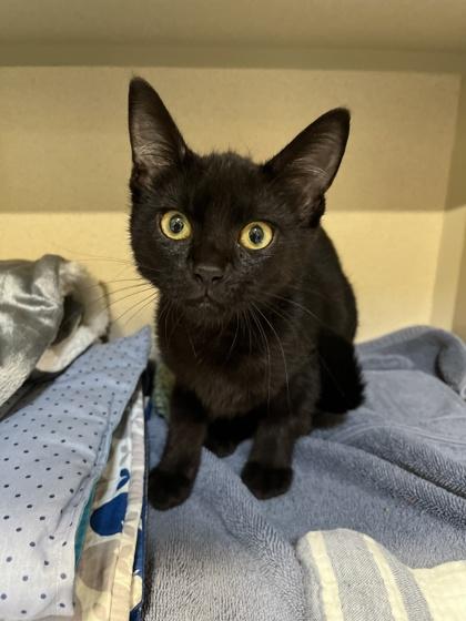 Flips, Adoptable, Young Female Domestic Short Hair & Domestic Short Hair.