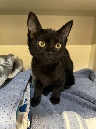 Enlarge Flips, a Adoptable mixed breed in New Hope, PA image 2/2
