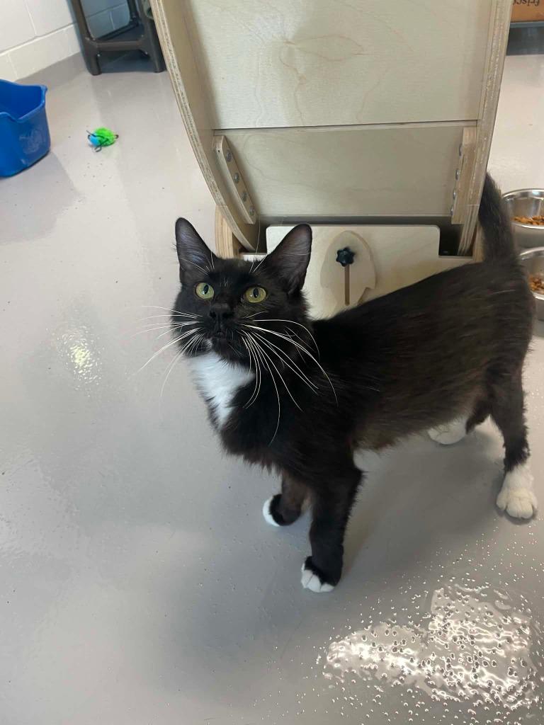 Willow, Adoptable, Young Female Domestic Short Hair.